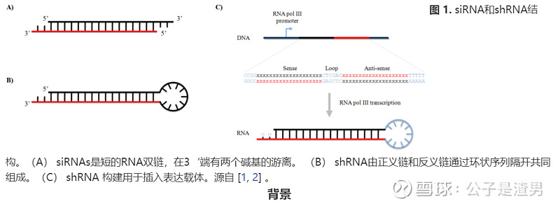 在rnai相关的通路中也起作用,如抗病毒机制,基因组染色体结构的塑造等