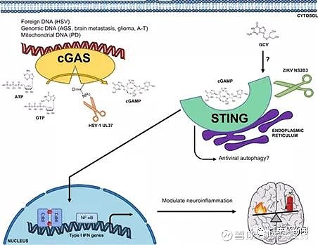 聚焦药靶STING使肿瘤由冷转热的免疫治疗靶点 欢迎关注 凯莱英 药闻公众号原文链接网页链接干扰素基因刺激因子