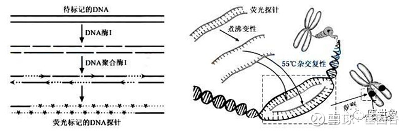 fish(荧光原位杂交)是一种广泛被临床认可的检测基因拷贝数变化的方法