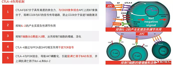 图表一:ctla-4作用机制ctla-4,又称抗细胞毒性t淋巴细胞相关抗原-4,是