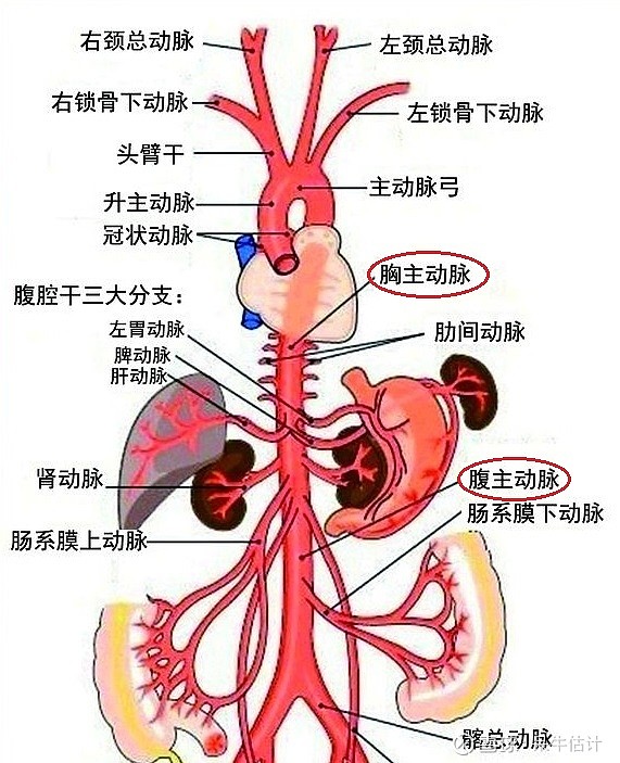 主动脉是体循环动脉血管的主干,故称主动脉,也是全身最大的动脉.