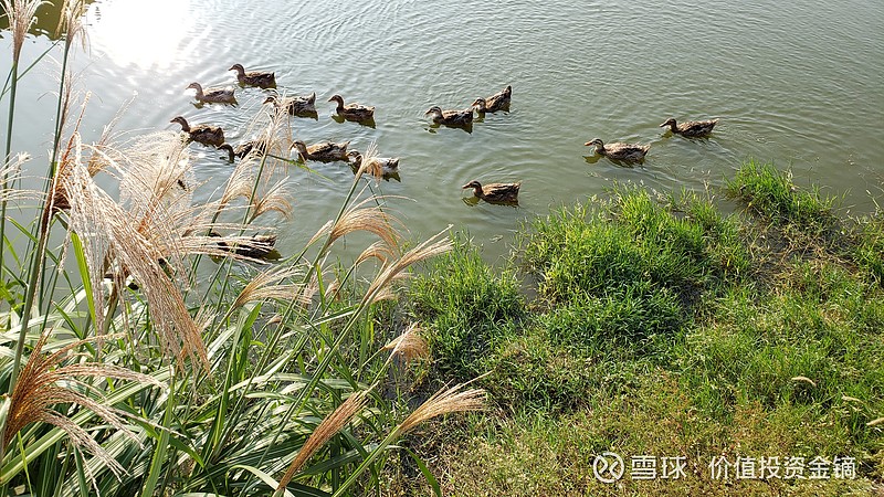 夕阳下的鸭子