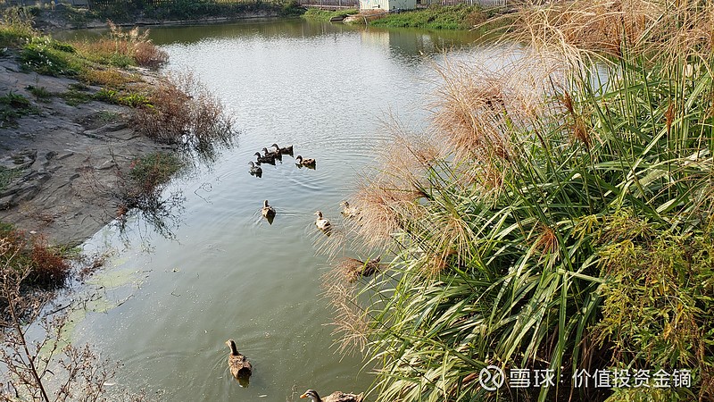 夕阳下的鸭子