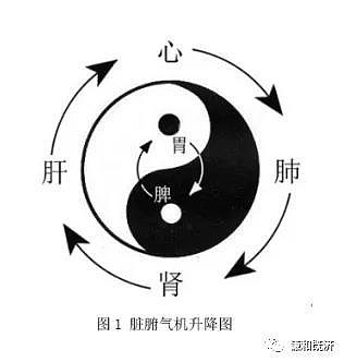 古人对左肝右肺体系的执念到底是无知还是真理道的大象和数的极值