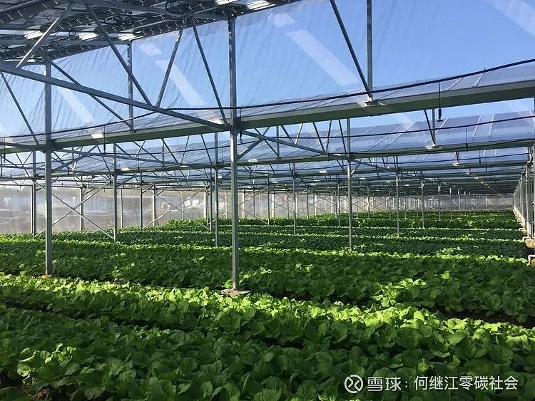 海南光伏温室大棚蔬菜产量显著高于露地