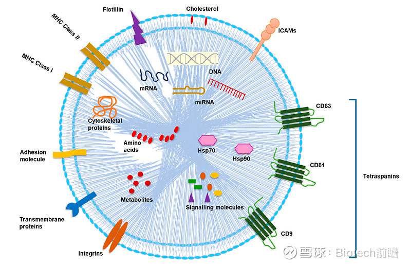 Pd L Exosome Nm