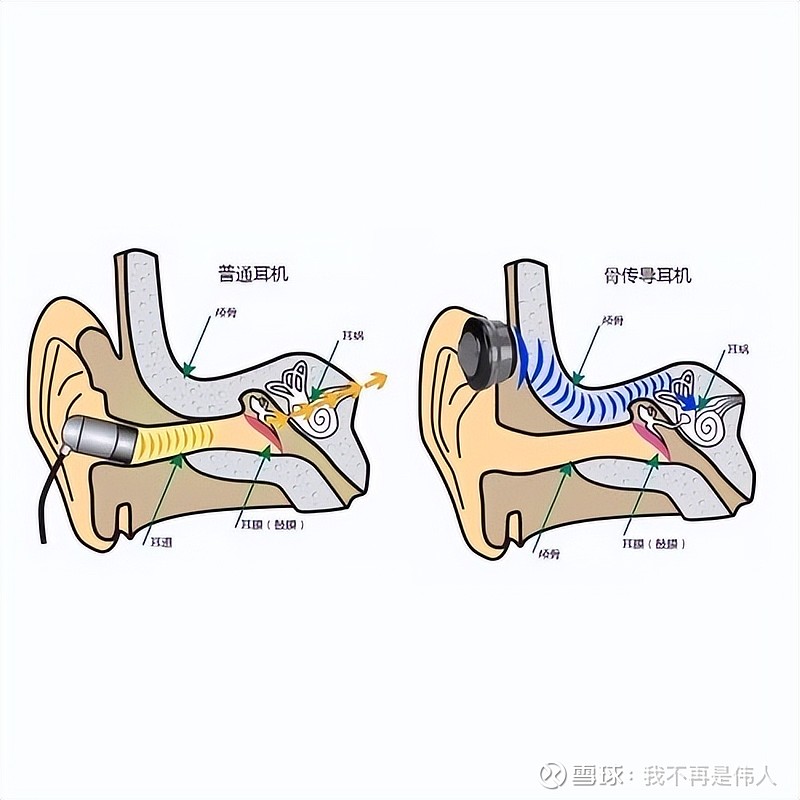 导"的声音传递方式,身体的骨头也是能传播声音的,大家都知道贝多芬的