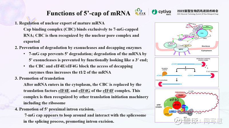 写意报告丨mrna疫苗和药物共转录加帽技术研究进展