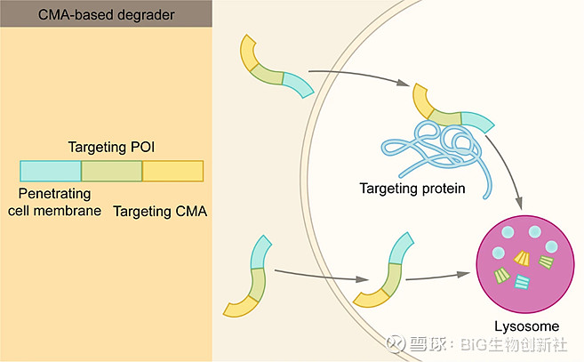 Betaloc Signal Transduction And