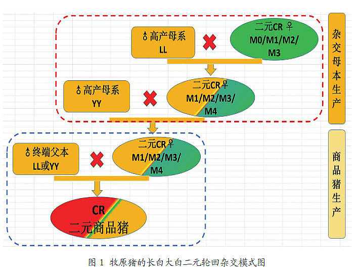 牧原猪的二元轮回杂交育种体系的形成与发展论文转发