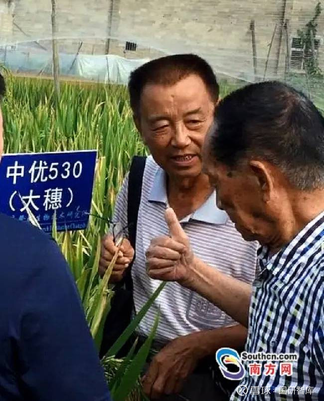 玉米稻风波被中途扼杀国稻种芯何登骥生物育种风险机制