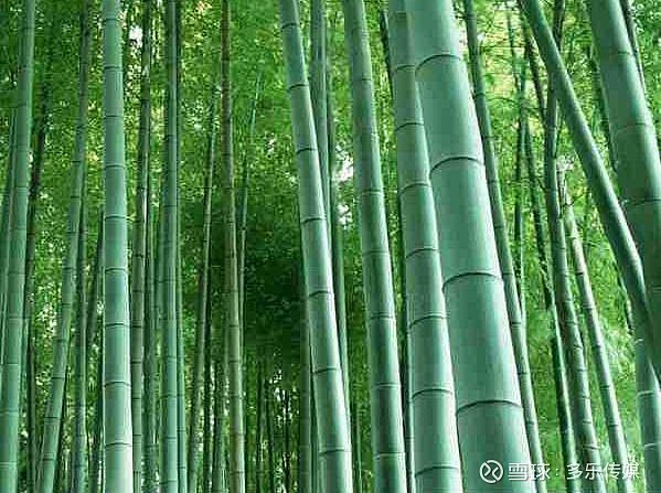 竹子的妙用和日常生活用途