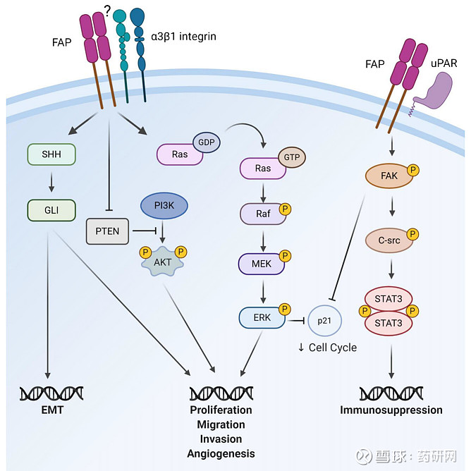 靶向实体瘤另辟蹊径成纤维细胞激活蛋白 FAP FAP概述FAPFibroblast activation protein α是一种97