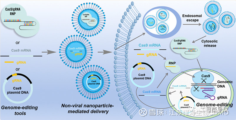 耀文解读综述 一文读懂LNP递送系统赋能CRISPR Cas9肿瘤治疗应用 LNP CRISPR Cas9 基因编辑 注本文