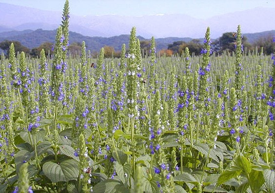 奇雅子英文为chia seed,是芡欧鼠尾草的种子,营养丰富,富含52种 营养