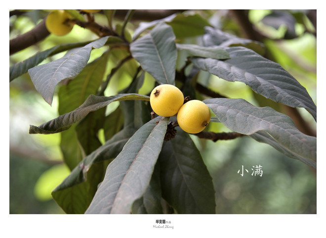 张万宏: 小满--其含义是夏熟作物的籽粒开始灌