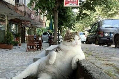 格格不入:待我长发及腰~遮住一身肥膘~纵然虎背熊腰