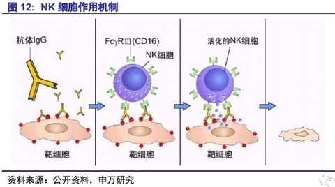 彼岸蔷薇cindy: 肿瘤细胞免疫治疗主要包括四大