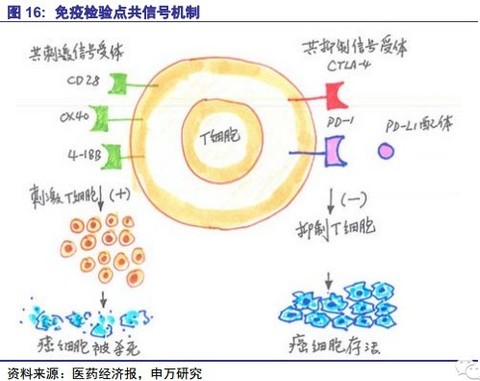 彼岸蔷薇cindy: 肿瘤细胞免疫治疗主要包括四大