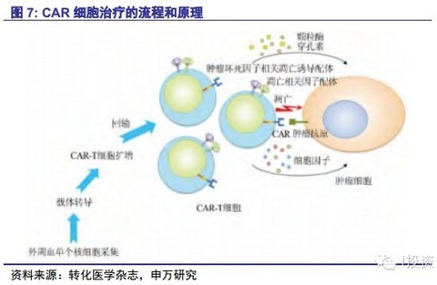 彼岸蔷薇cindy: 肿瘤细胞免疫治疗主要包括四大