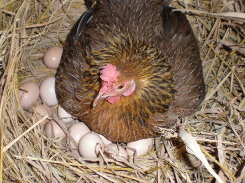 母鸡孵蛋钢琴简谱图片