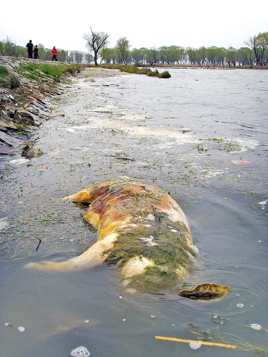 环保股的行业成长确定性最大,发展稳定的板块,这个板
