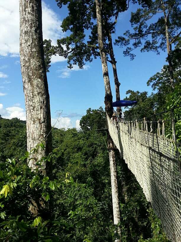 望天樹樹冠走廊,自從旅行南下開始,股市就下跌,今天到達本次旅程的最