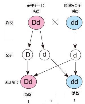 测交的遗传图解怎么画图片