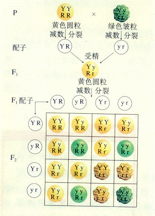 遗传与基因