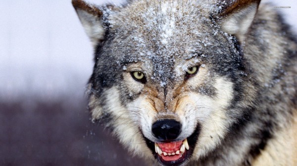 狼 凶狠表情图片