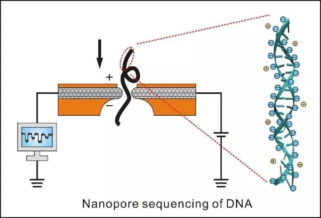 测序的原理_基因芯片的测序原理图(2)