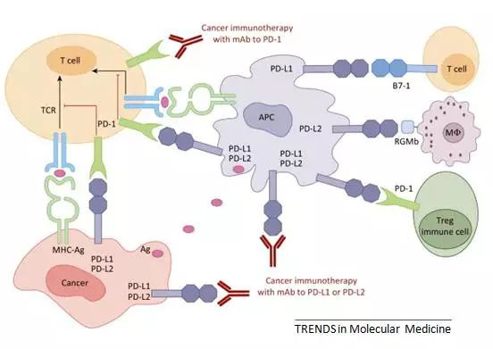素雪醉颜相思眉间: 我国首个PD-L1单抗新药K