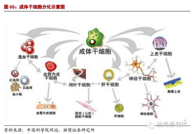 独角兽智库: 【研报】干细胞治疗-生命再生奇迹,无可替代技术(下) 目录 1 、再生医学与干细胞--多重刺激下,将火热发展 2 、干细胞分类和干细胞存储市场分析 3 、干细胞相关公司:聚焦 - 雪球