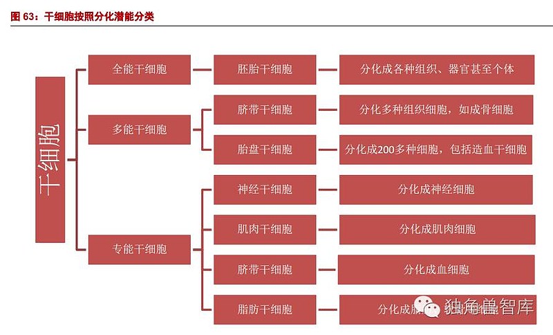 研报 干细胞治疗 生命再生奇迹 无可替代技术 下 目录1 再生医学与干细胞 多重刺激下 将火热发展2 干细胞分类和干细胞存储市场分析3 干细胞 相关公司 聚焦