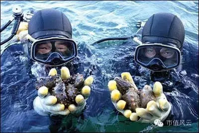 全景网路演天下: 市值教父王明夫驰援獐子岛