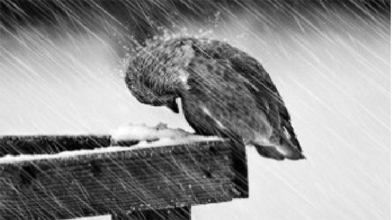 周期王: $*st五稀(sz000831)$ - 雪球