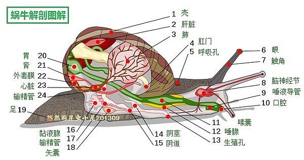 田螺内部结构图图片