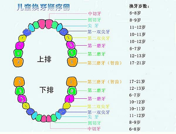 牙齿一共有多少颗图片