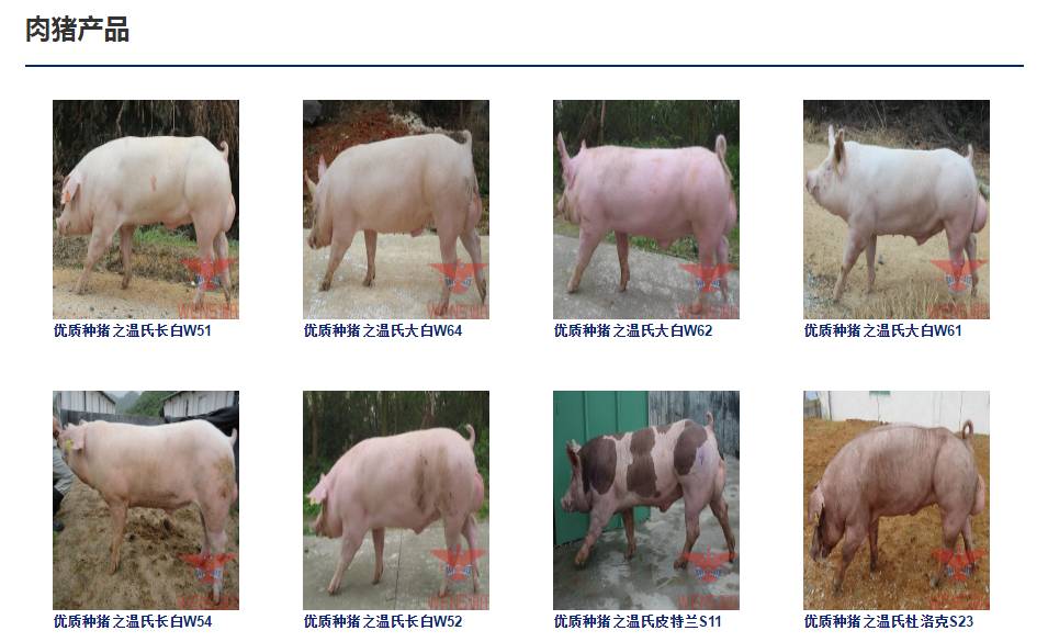 暴利生意：返乡农民养殖一种动物只用它的香囊一克售价400元