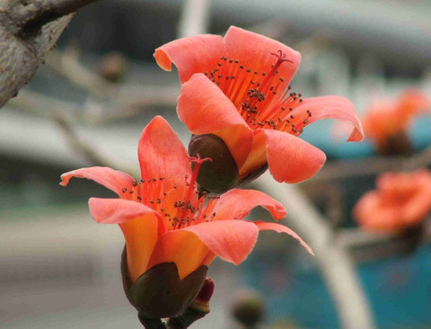 橡树木棉:早起给自己烤了面包