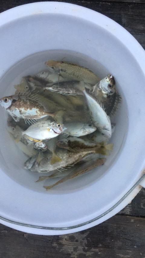 $格力电器(sz000651)$ 最近每周都去海边钓鱼.