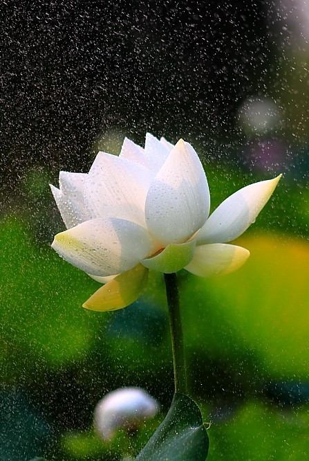 你需要静心口服液,瞬间就是一朵白莲花