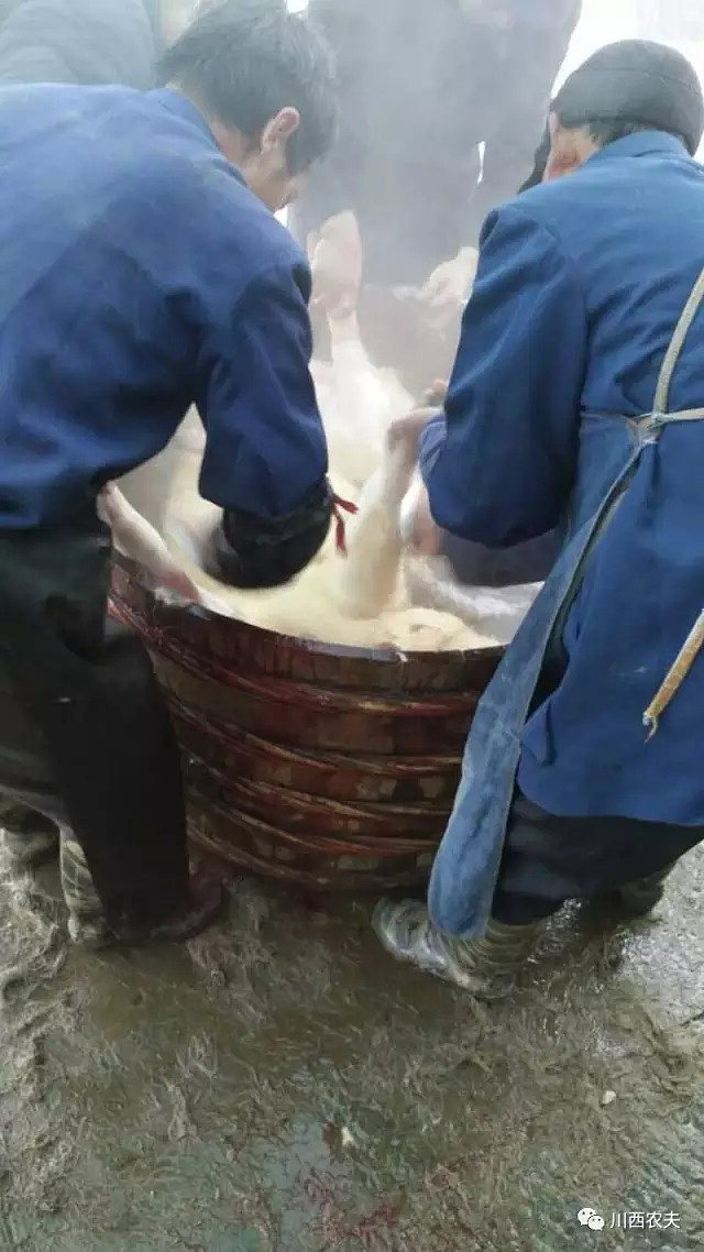 然后用铁钩把猪挂到横梁上,开始分解有些图太重口味了,就略过.