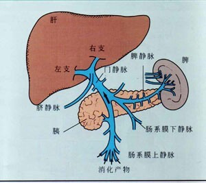 腹壁静脉血流方向图片