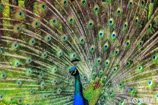 鬼股君: 白马股大跌的原因竟然这么单纯 周五大