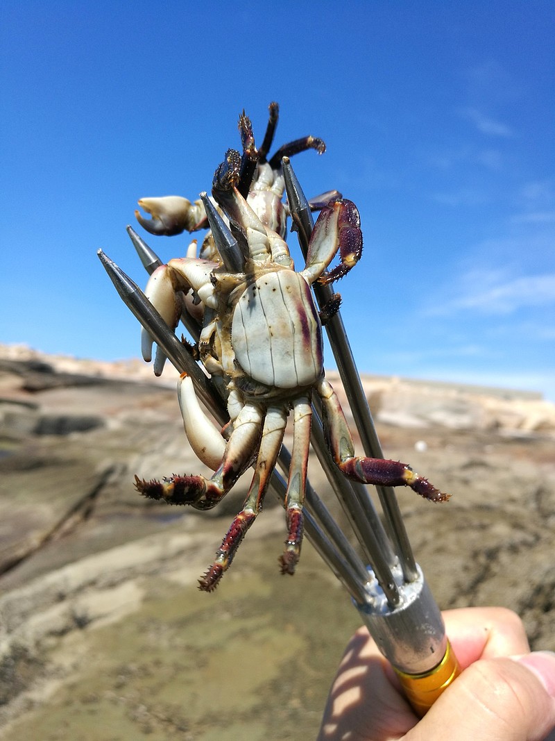 第一次叉螃蟹 第一次叉螃蟹,一共叉了二十多只,大的快有拳头那么大,刚