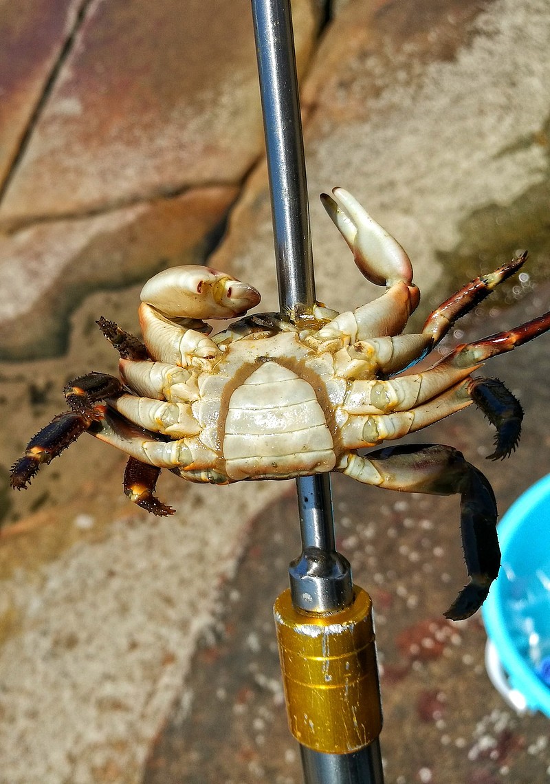 第一次叉螃蟹 第一次叉螃蟹,一共叉了二十多只,大的快有拳头那么大,刚