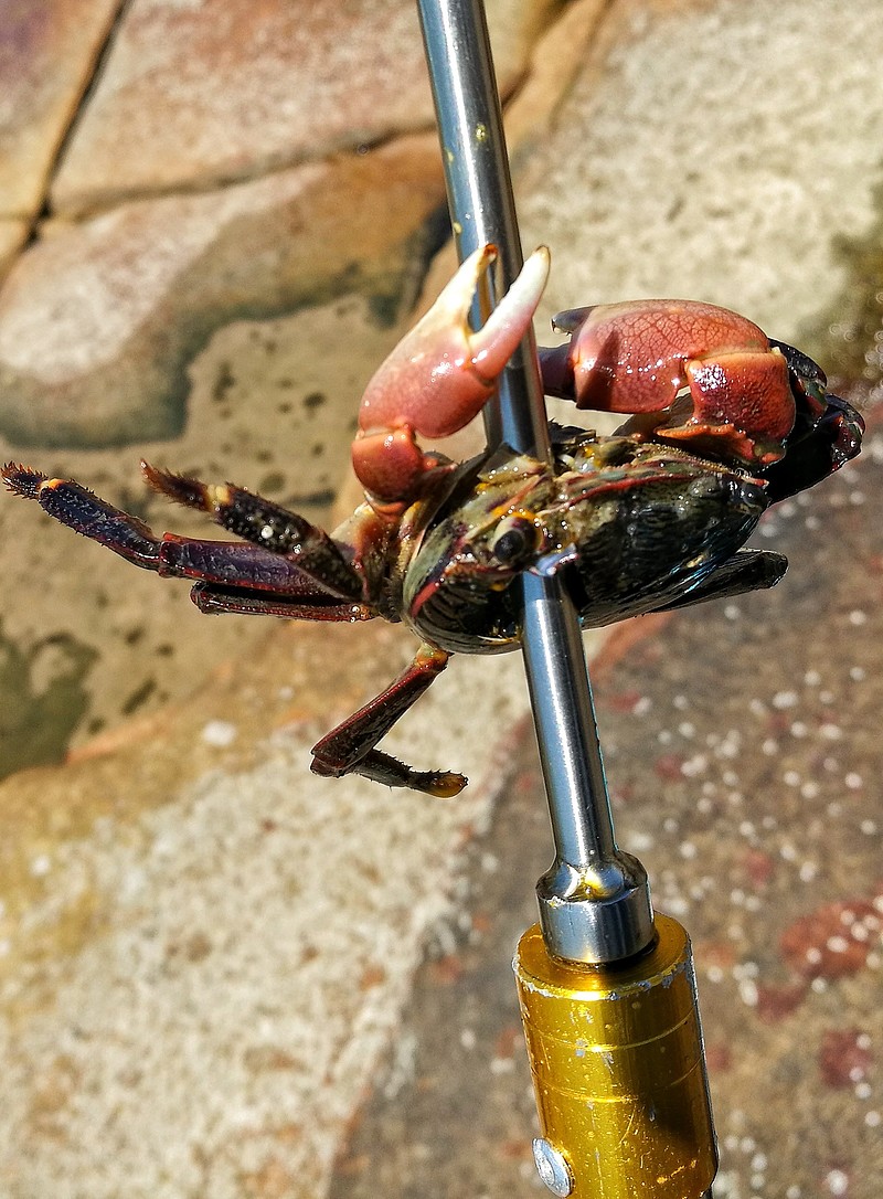 第一次叉螃蟹 第一次叉螃蟹,一共叉了二十多只,大的快有拳头那么大,刚