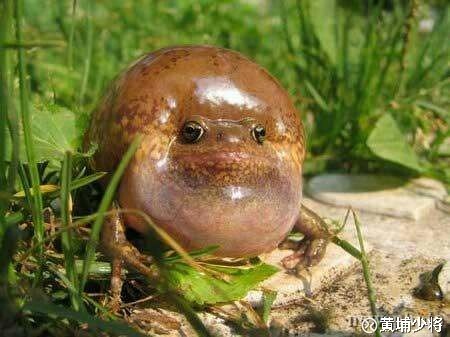 翔龙蛤蟆功――第三招――蛤蟆旋风腿――英力特,特给力!