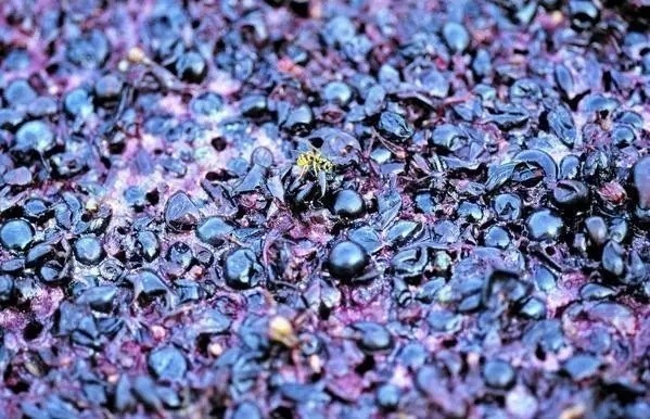 杯酒人生: 葡萄酒中的丹宁是什么鬼? 本文摘自